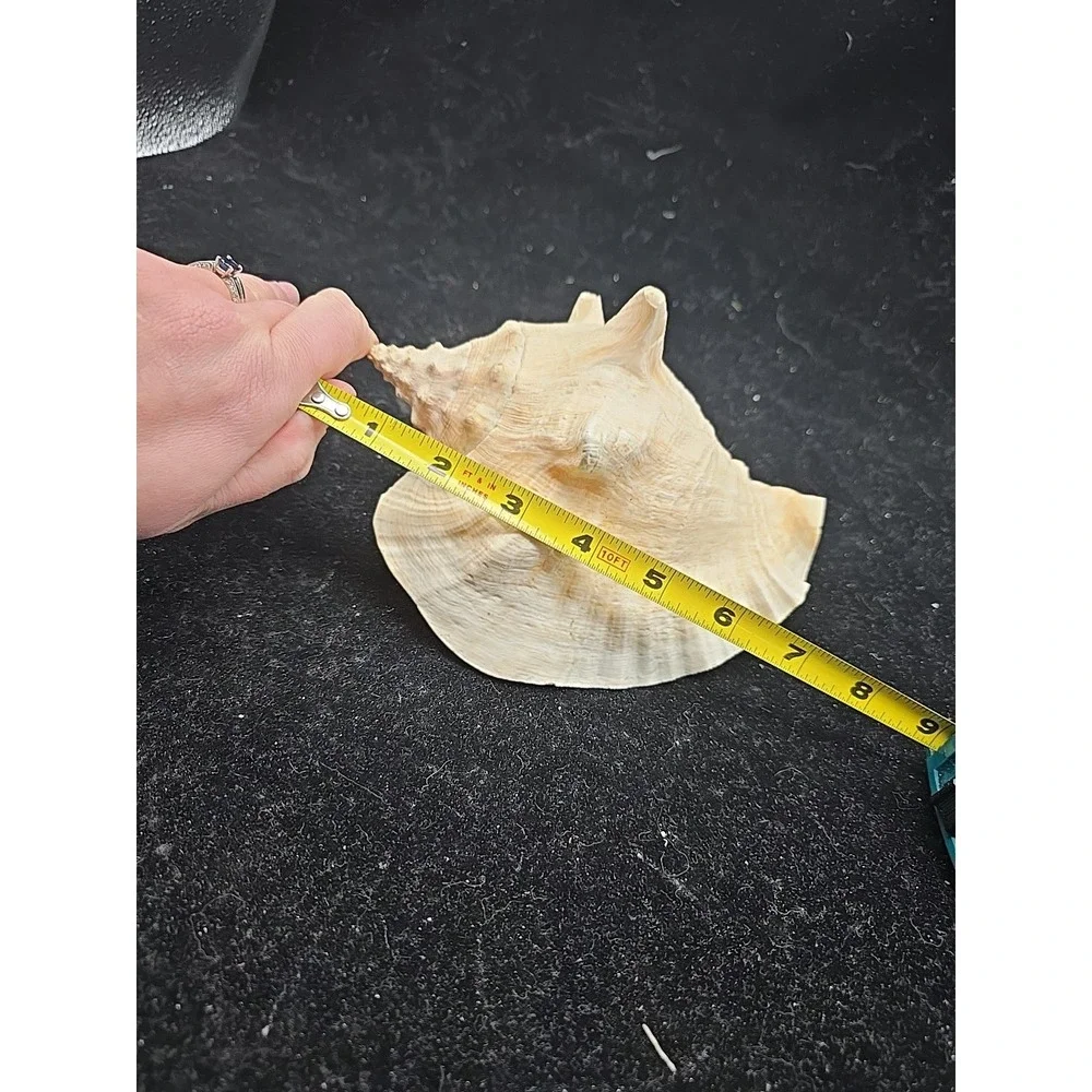 Large Queen Conch Shell 7